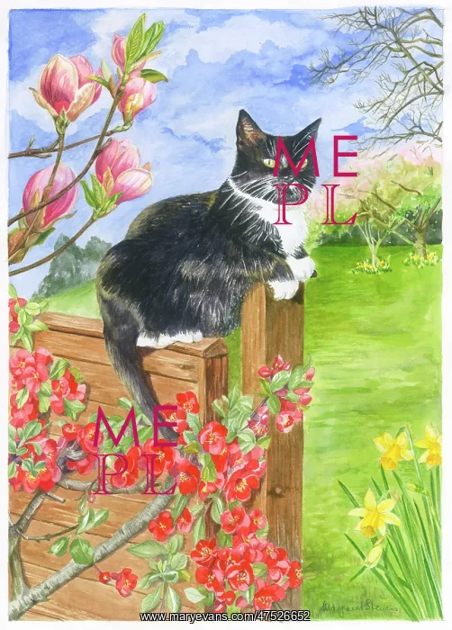 : Black & white cat on a fence in a garden : Black & white cat on a fence in a garden