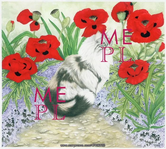 : Black and white cat in garden with poppies : Black and white cat in garden with poppies