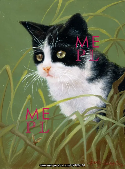  : Black and White Cat in Grass