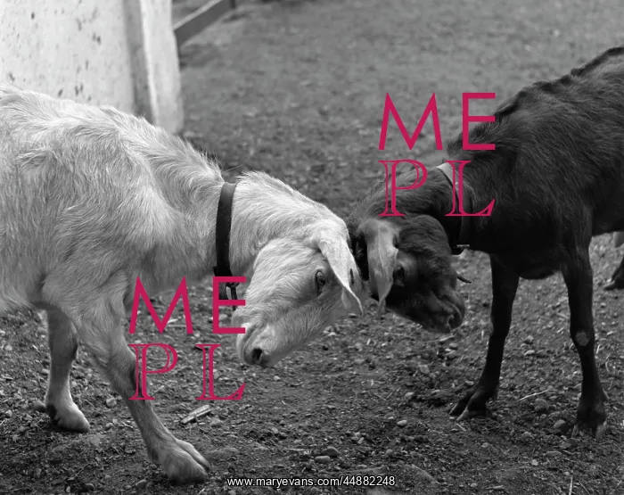 : One Black & One White Goat Butting : One Black & One White Goat Butting