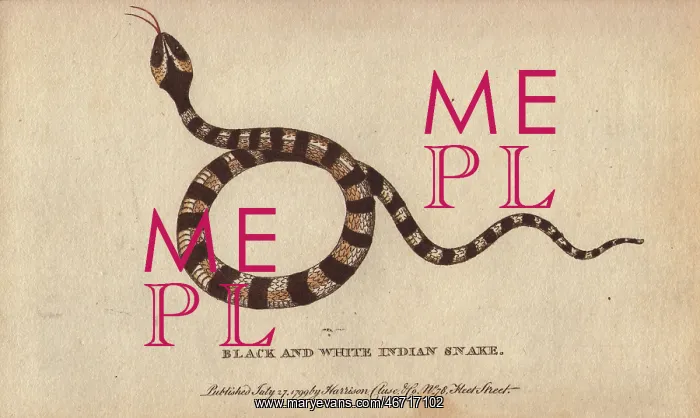 : Black and white indian snake : Black and white indian snake
