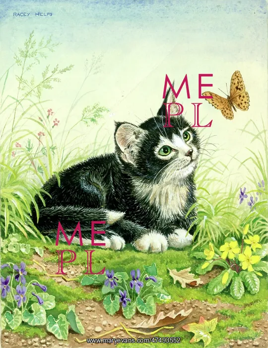 : Black and white kitten looking at a butterfly : Black and white kitten looking at a butterfly