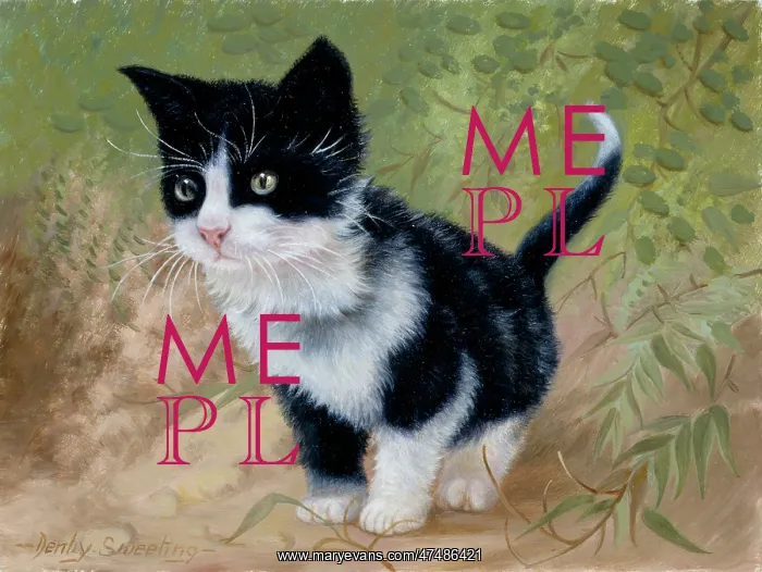  : Black and White Kitten Standing