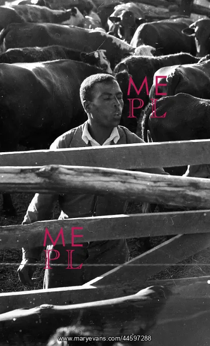 : Black and white photo of labour in cattle pen : Black and white photo of labour in cattle pen