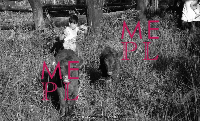 : Black and white photo of nanny watching cattle : Black and white photo of nanny watching cattle