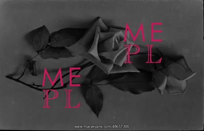 : Black and White Rose Arrangement : Black and White Rose Arrangement