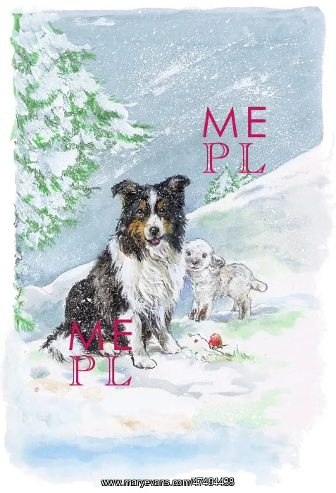: Black and White Sheepdog and Lamb in Snow : Black and White Sheepdog and Lamb in Snow