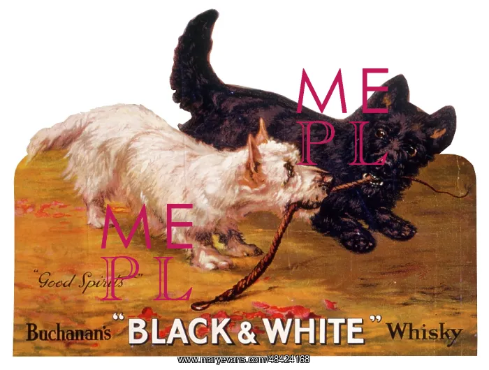 : Black & White terriers, Buchanan's Whisky : Black & White terriers, Buchanan's Whisky