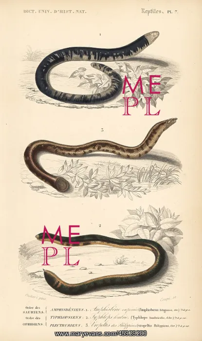 : Black and white worm lizard, blind snake and : Black and white worm lizard, blind snake and