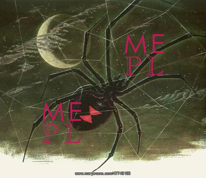 : Black Widow Spider : Black Widow Spider