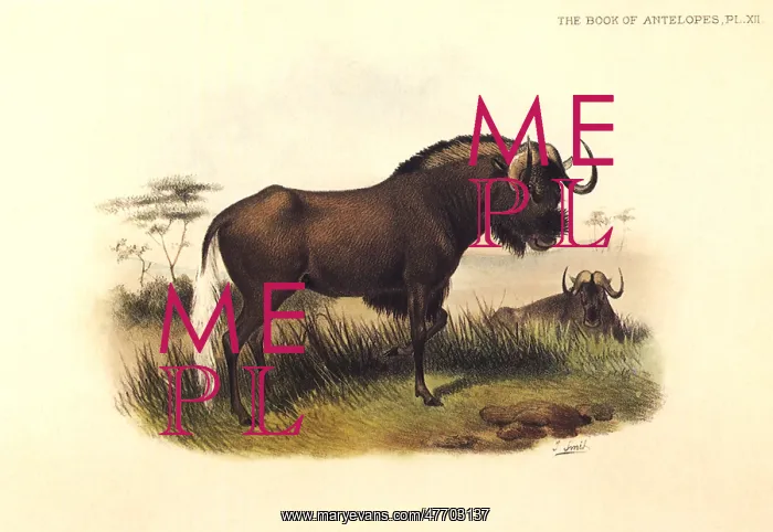  : Black Wildebeest