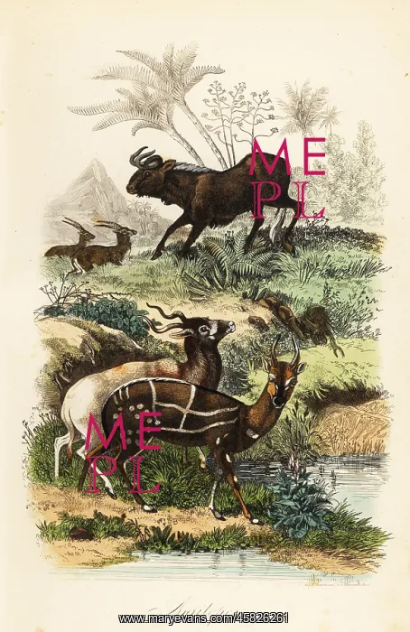 : Black wildebeest, addax and harnessed bushbuck : Black wildebeest, addax and harnessed bushbuck
