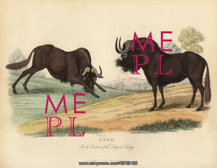 : Black wildebeest, Connochaetes gnou : Black wildebeest, Connochaetes gnou