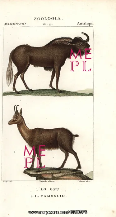 : Black wildebeest or gnu, Connochaetes gnou : Black wildebeest or gnu, Connochaetes gnou