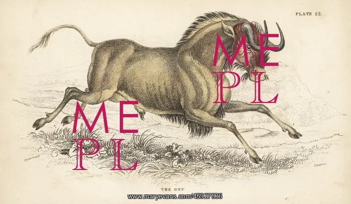 : Black wildebeest or white-tailed gnu, Connochaetes gnou : Black wildebeest or white-tailed gnu, Connochaetes gnou