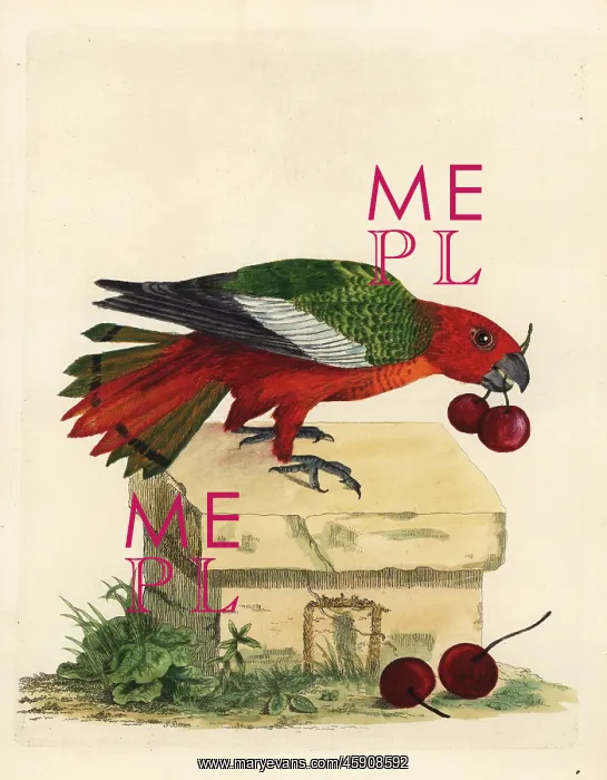 : Black-winged parrot, Hapalopsittaca melanotis : Black-winged parrot, Hapalopsittaca melanotis