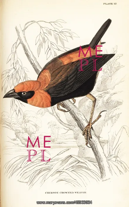 : Black-winged red bishop, Euplectes hordeaceus : Black-winged red bishop, Euplectes hordeaceus