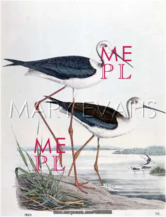  : BLACK-WINGED STILT