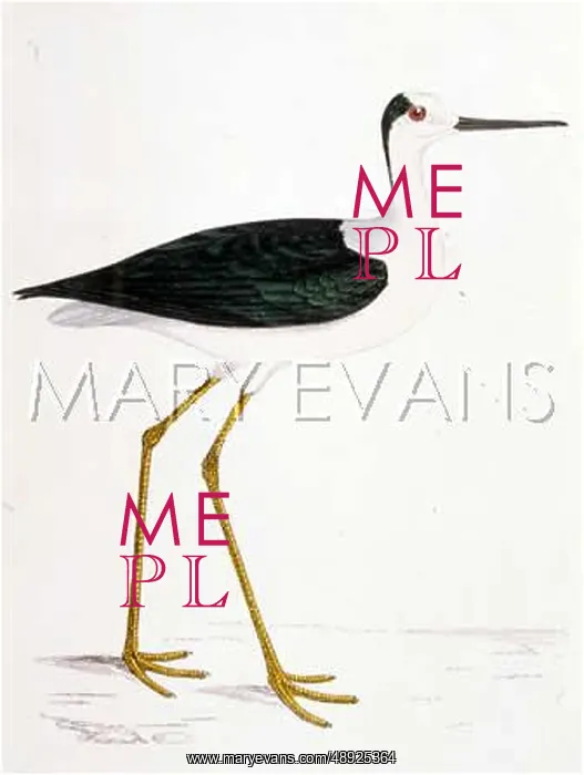  : BLACK-WINGED STILT