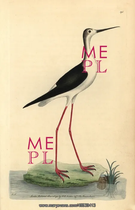 : Black-winged stilt, Himantopus himantopus : Black-winged stilt, Himantopus himantopus