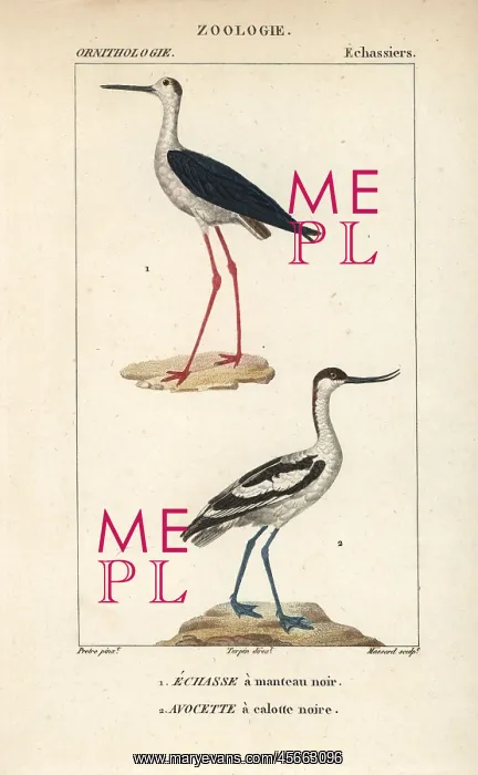 : Black-winged stilt, Himantopus himantopus : Black-winged stilt, Himantopus himantopus
