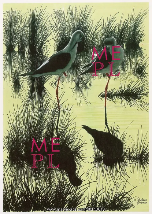  : Black-winged Stilts