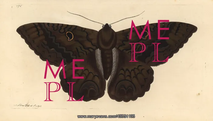 : Black witch moth, Ascalapha odorata : Black witch moth, Ascalapha odorata