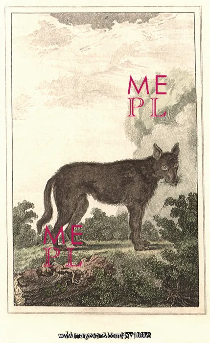  : Black Wolf