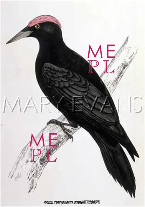  : BLACK WOODPECKER