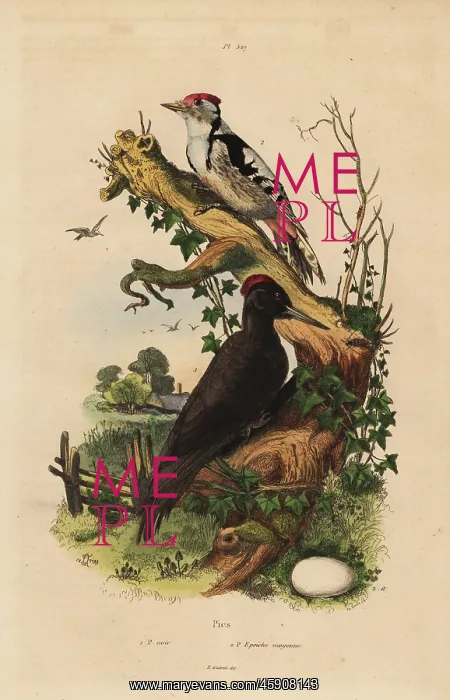 : Black woodpecker and great spotted woodpecker with egg : Black woodpecker and great spotted woodpecker with egg