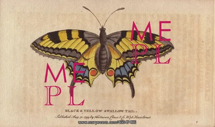 : Black and yellow swallowtail butterfly, Papilio machaon : Black and yellow swallowtail butterfly, Papilio machaon