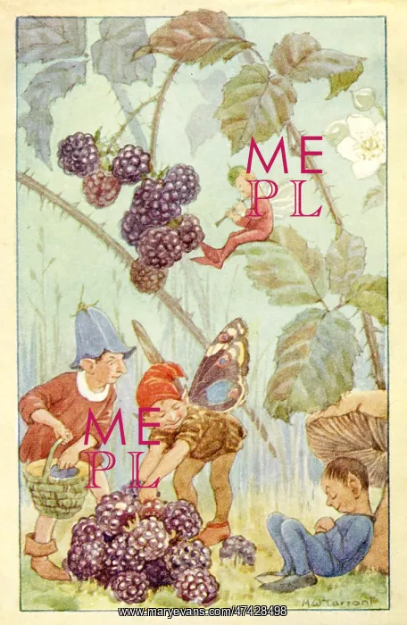 : Blackberries : Blackberries