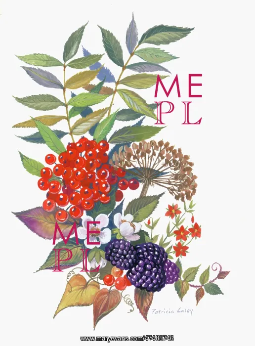  : Blackberries in Fruit and Flower