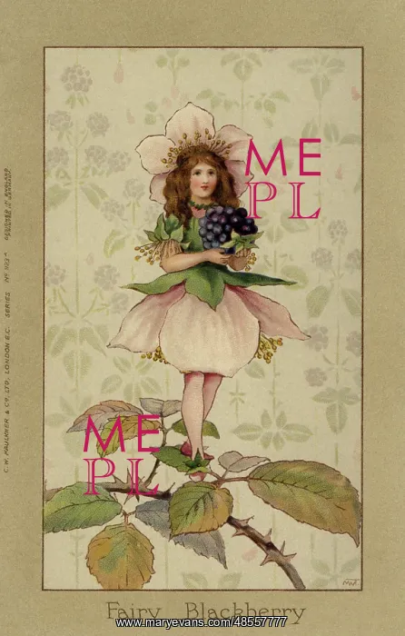 : Blackberry fairy : Blackberry fairy