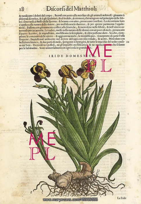 : Blackberry lily, Iris domestica : Blackberry lily, Iris domestica