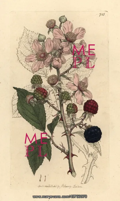 : Blackberry, Rubus fruticosus : Blackberry, Rubus fruticosus