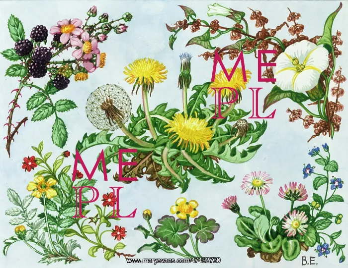 : blackberry, silverweed, scarlet pimpernel etc : blackberry, silverweed, scarlet pimpernel etc