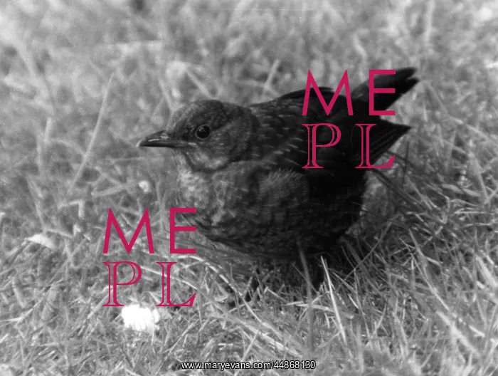  : BLACKBIRD. A young blackbird