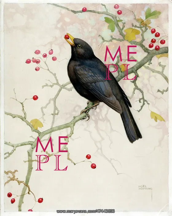  : Blackbird on hawthorn with berries
