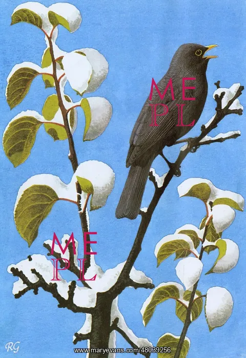 : Blackbird perched on the snow covered branches of a tree : Blackbird perched on the snow covered branches of a tree