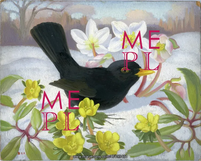 : Blackbird with aconites and Christmas roses : Blackbird with aconites and Christmas roses