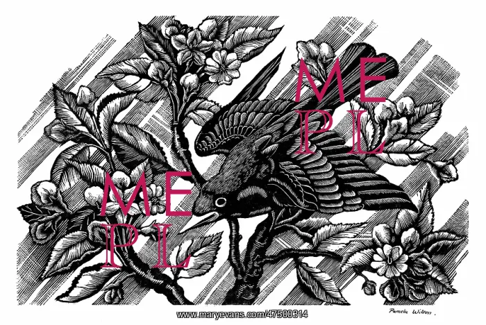  : Blackbird on Apple Blossom