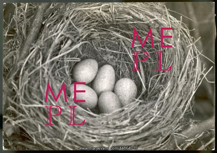 : BLACKBIRD EGGS IN NEST : BLACKBIRD EGGS IN NEST