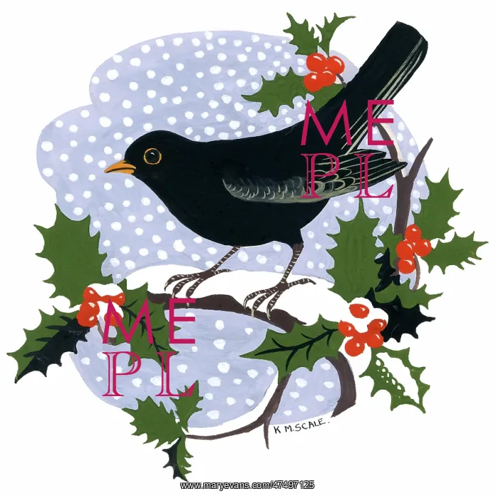  : Blackbird on a holly bough in the snow