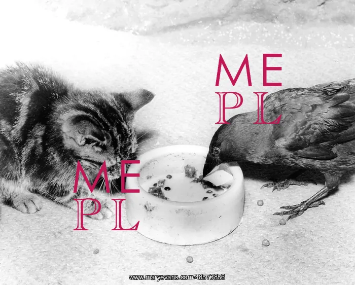  : Blackbird and Kitten