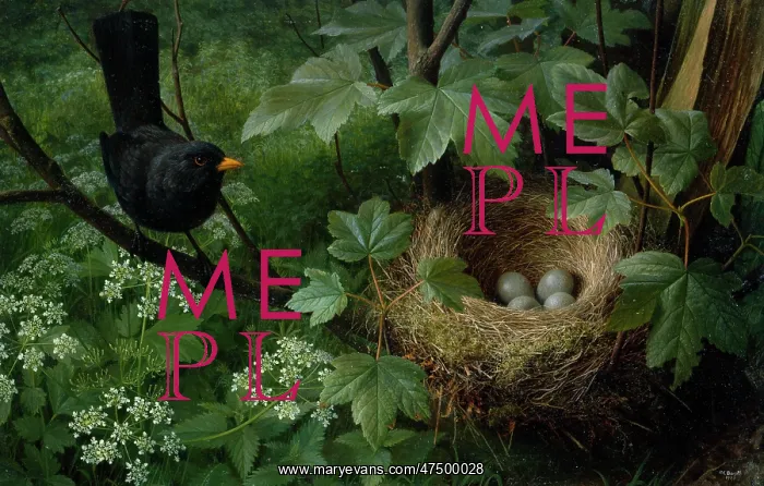 : Blackbird at Nest : Blackbird at Nest