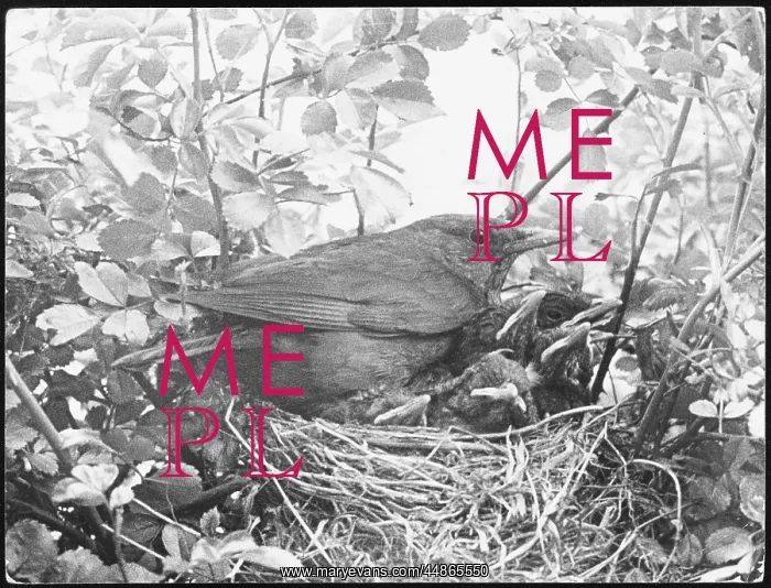 : BLACKBIRD NESTING : BLACKBIRD NESTING