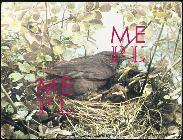 : BLACKBIRD NESTING : BLACKBIRD NESTING