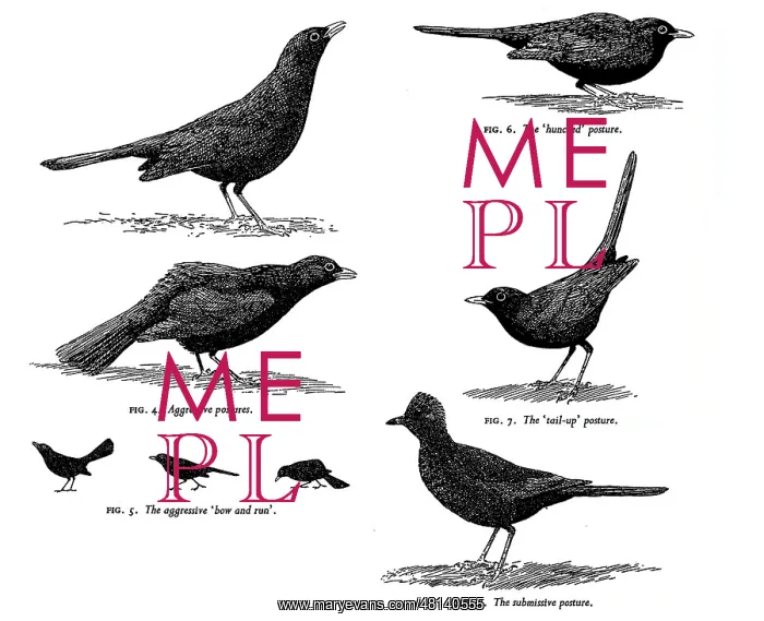 : Blackbird postures : Blackbird postures