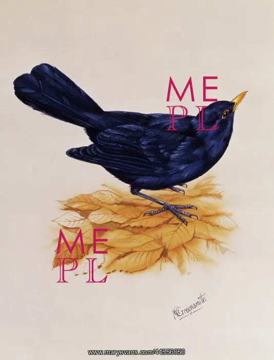 : Blackbird standing on dry leaves : Blackbird standing on dry leaves